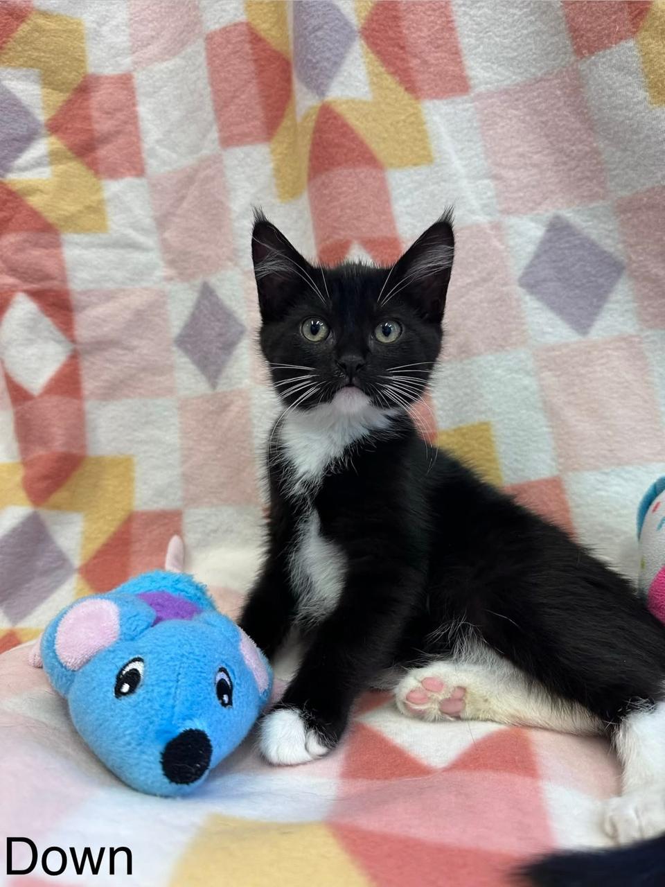 Down - Direction Kitten - Sister of Left, Right and Up, an adopted Domestic Short Hair in East Northport, NY image 1/2