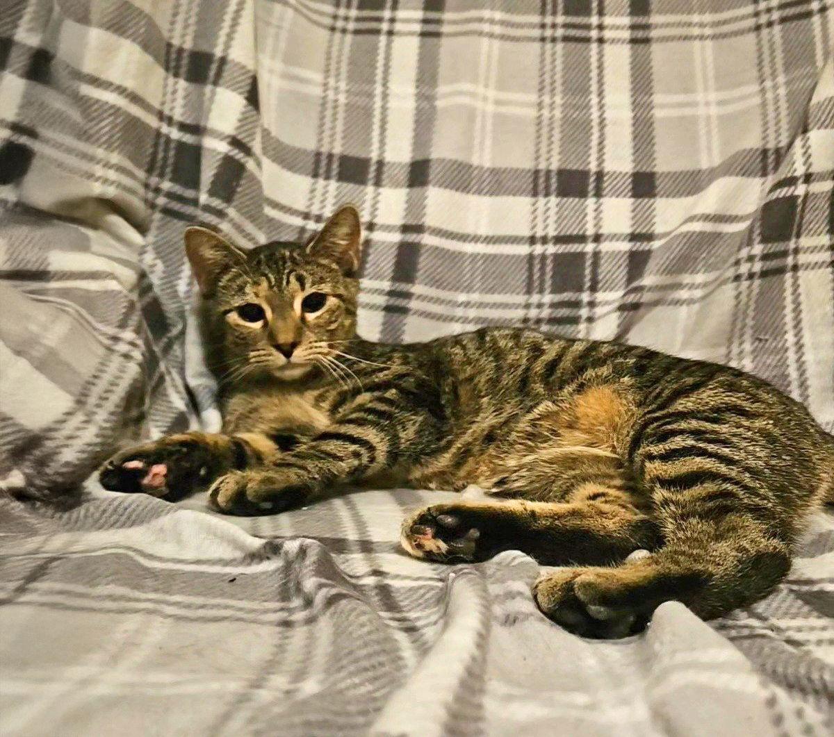 Enlarge *Sabrina, a Adoptable Domestic Short Hair in Forest, VA image 1/3