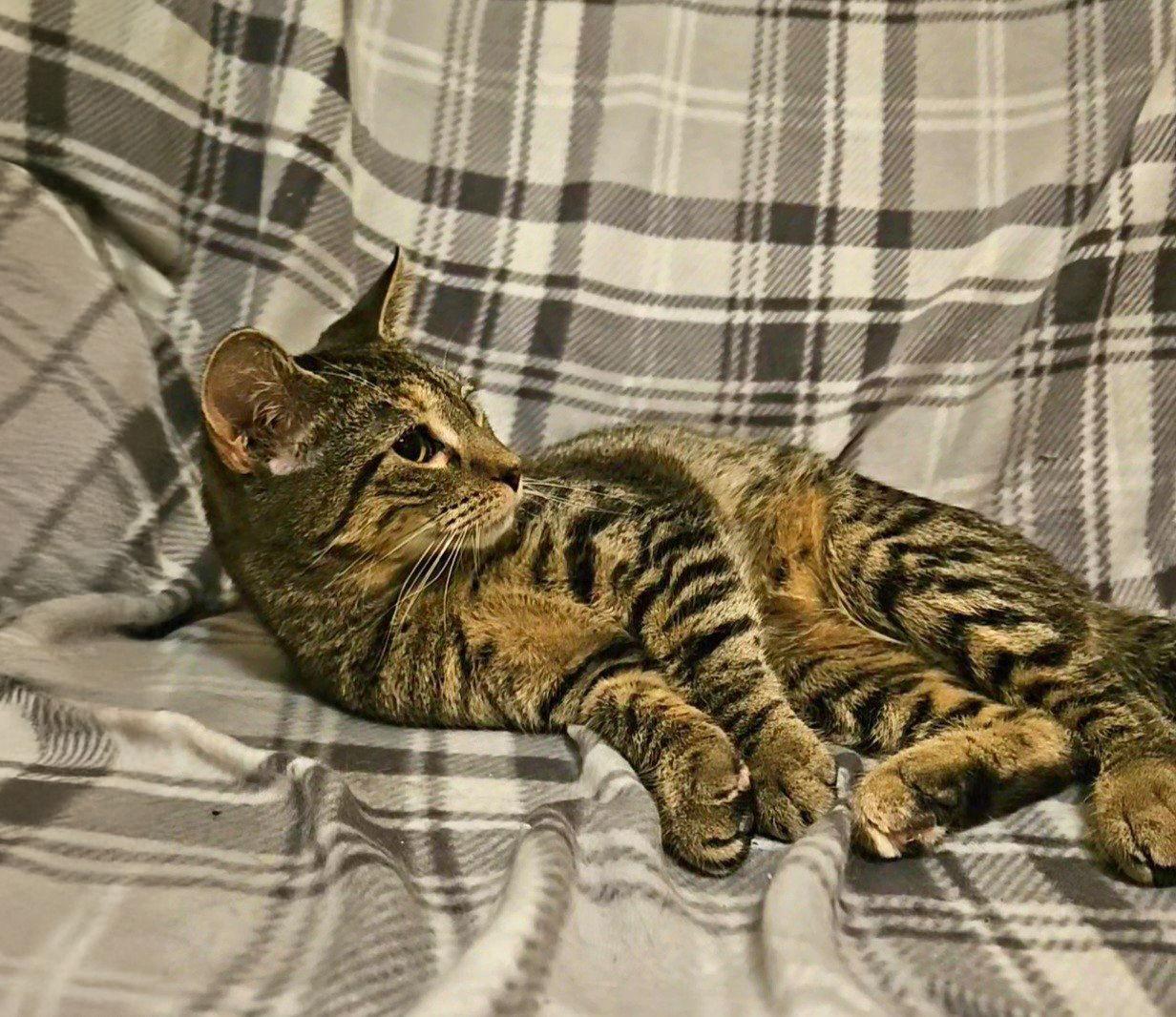 Enlarge *Sabrina, a Adoptable Domestic Short Hair in Forest, VA image 2/3