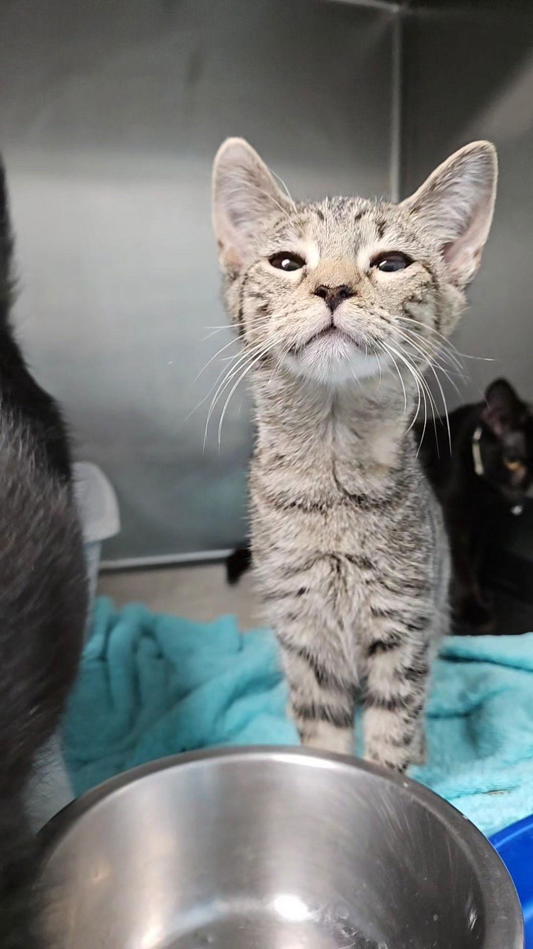*Sabrina, Adoptable, Young Female Domestic Short Hair.