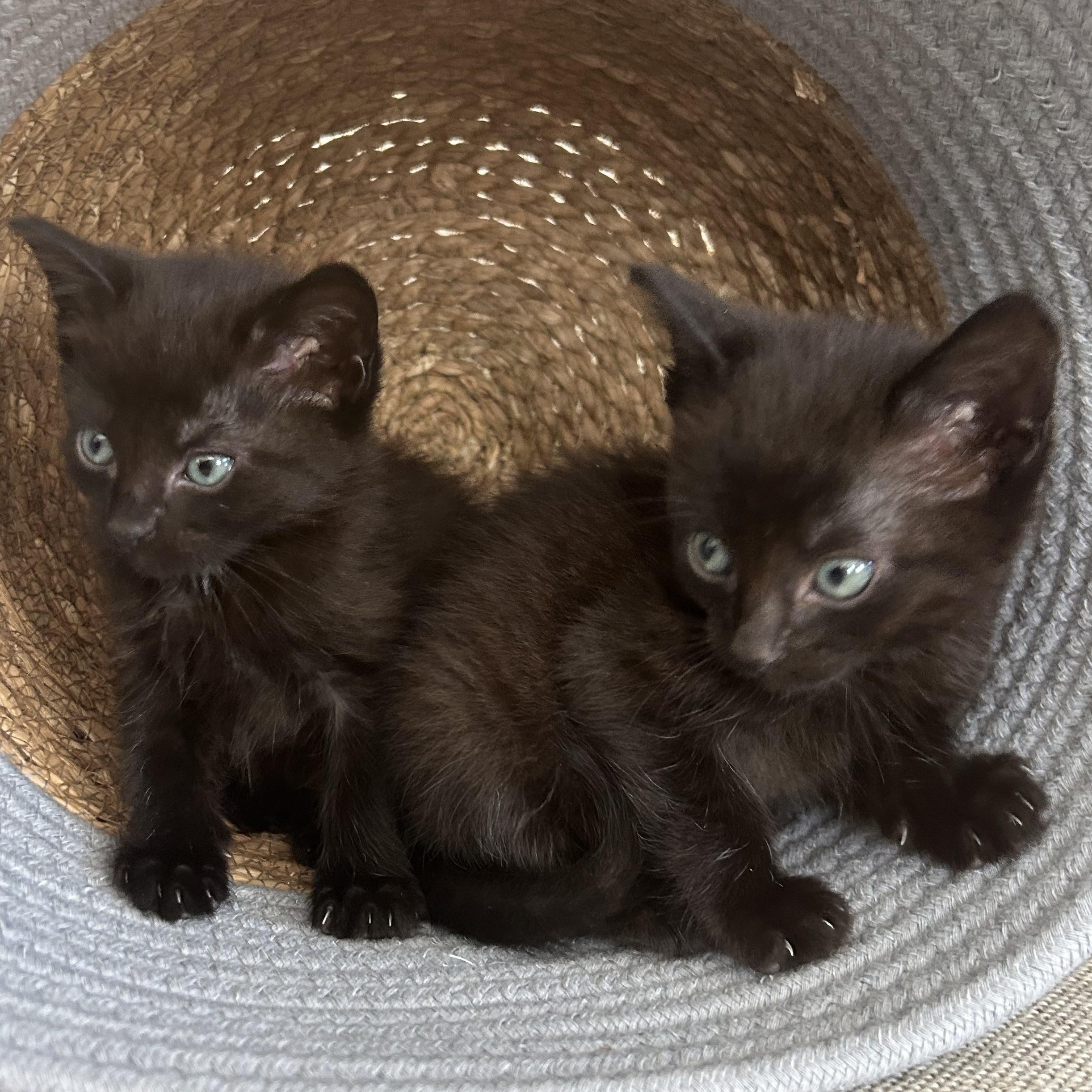 Enlarge Ava , a ADOPTABLE American Shorthair in Lilburn, GA image 4/5
