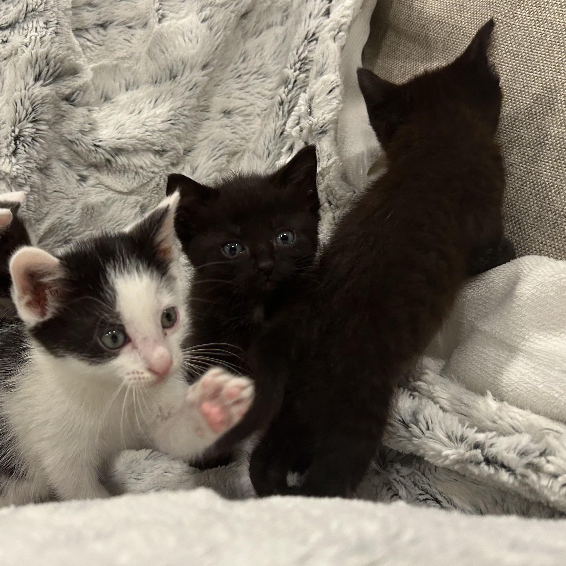 Enlarge Ava , a ADOPTABLE American Shorthair in Lilburn, GA image 5/5