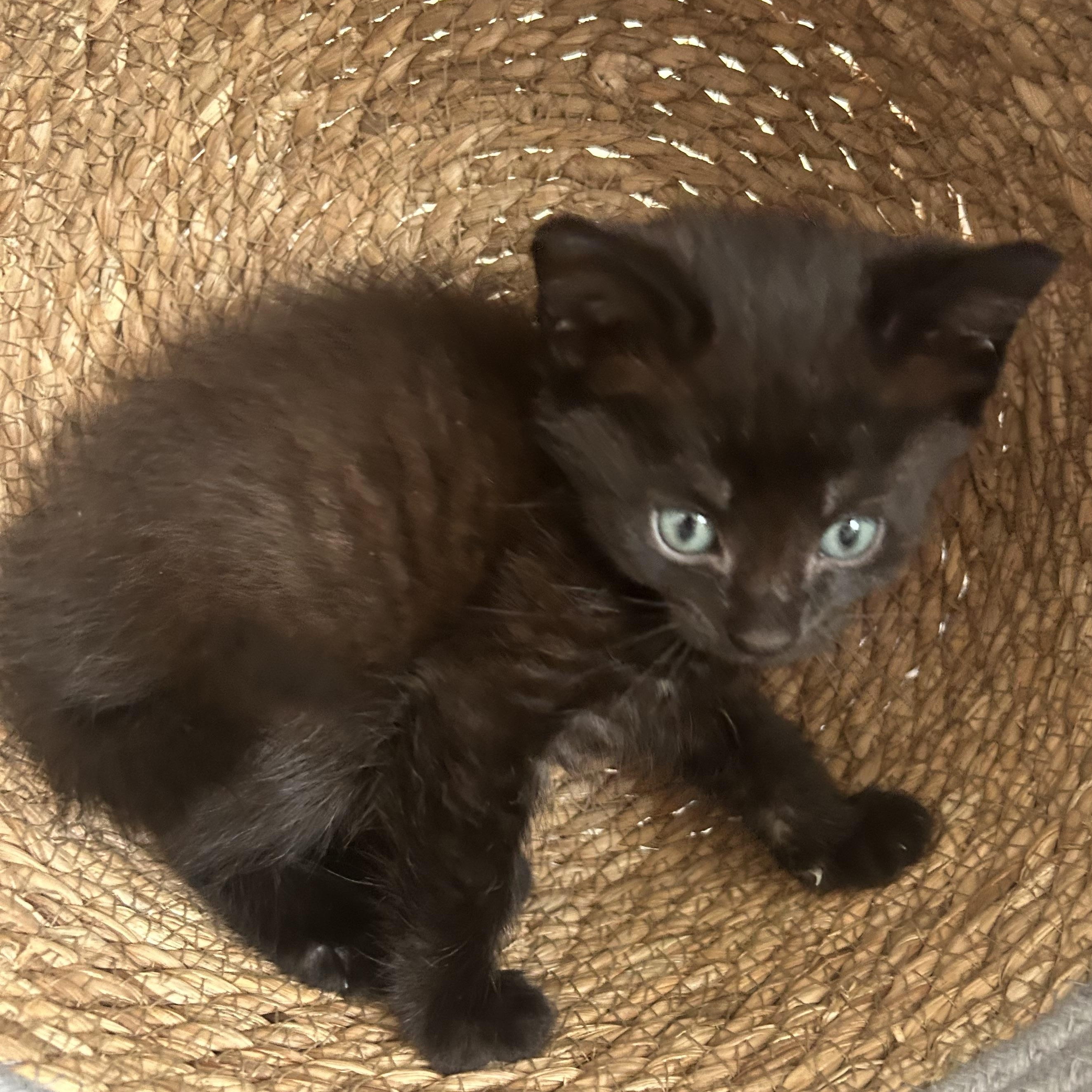 Enlarge Ava , a ADOPTABLE American Shorthair in Lilburn, GA image 1/5