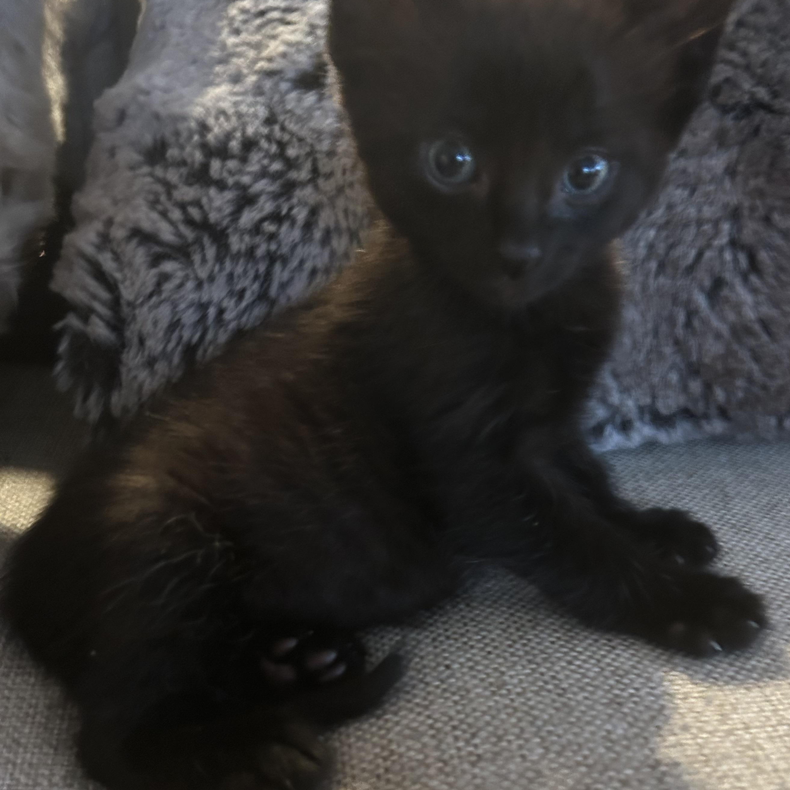 Enlarge Ava , a ADOPTABLE American Shorthair in Lilburn, GA image 2/5