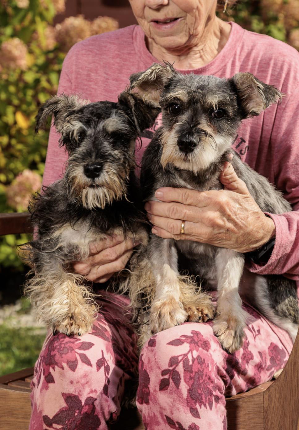 Miniature Schnauzers for Adoption in Sassamansville, Pennsylvania