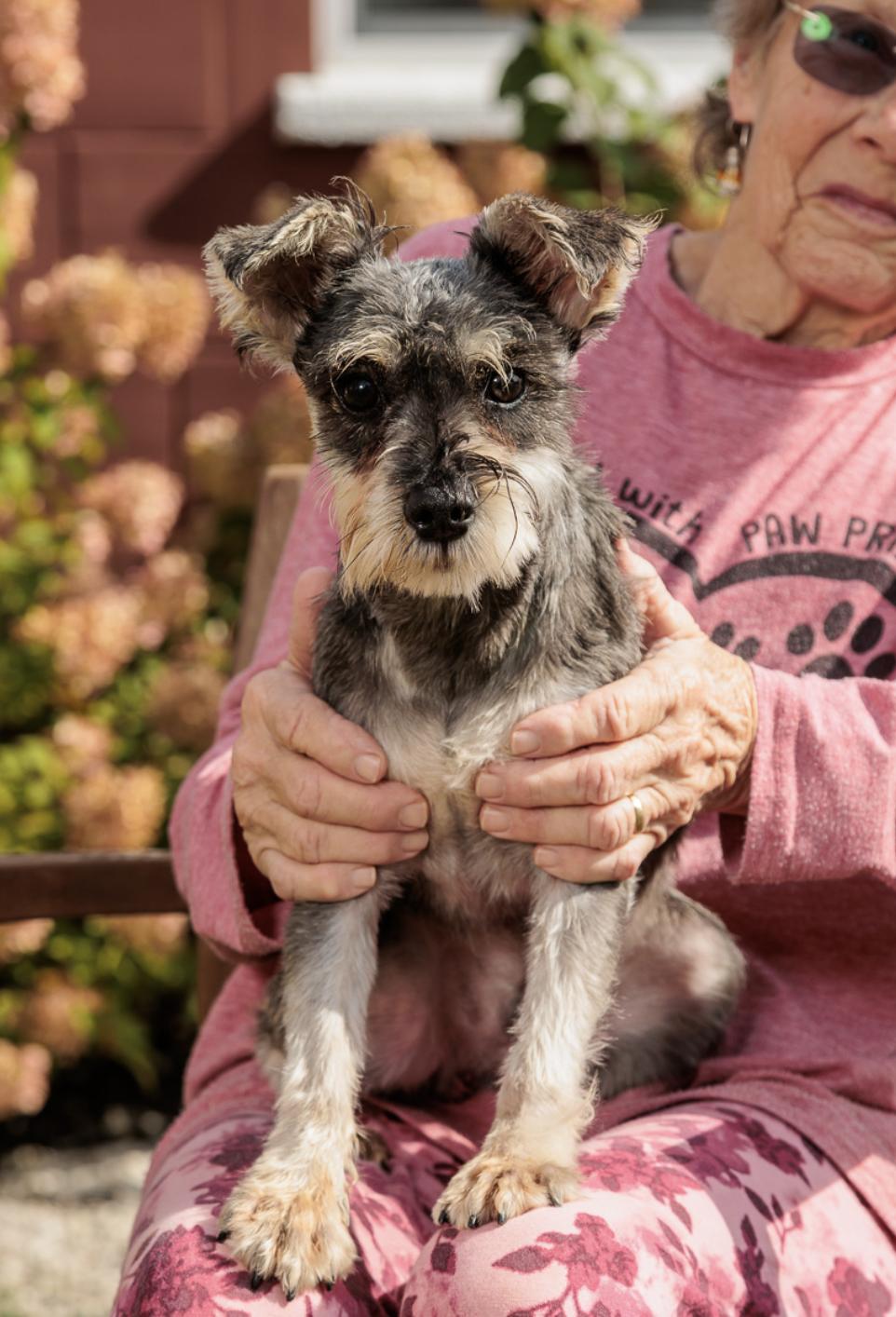 Enlarge MacArthur Park and Stewart, a Adoptable Miniature Schnauzer in Chester Springs, PA image 2/2