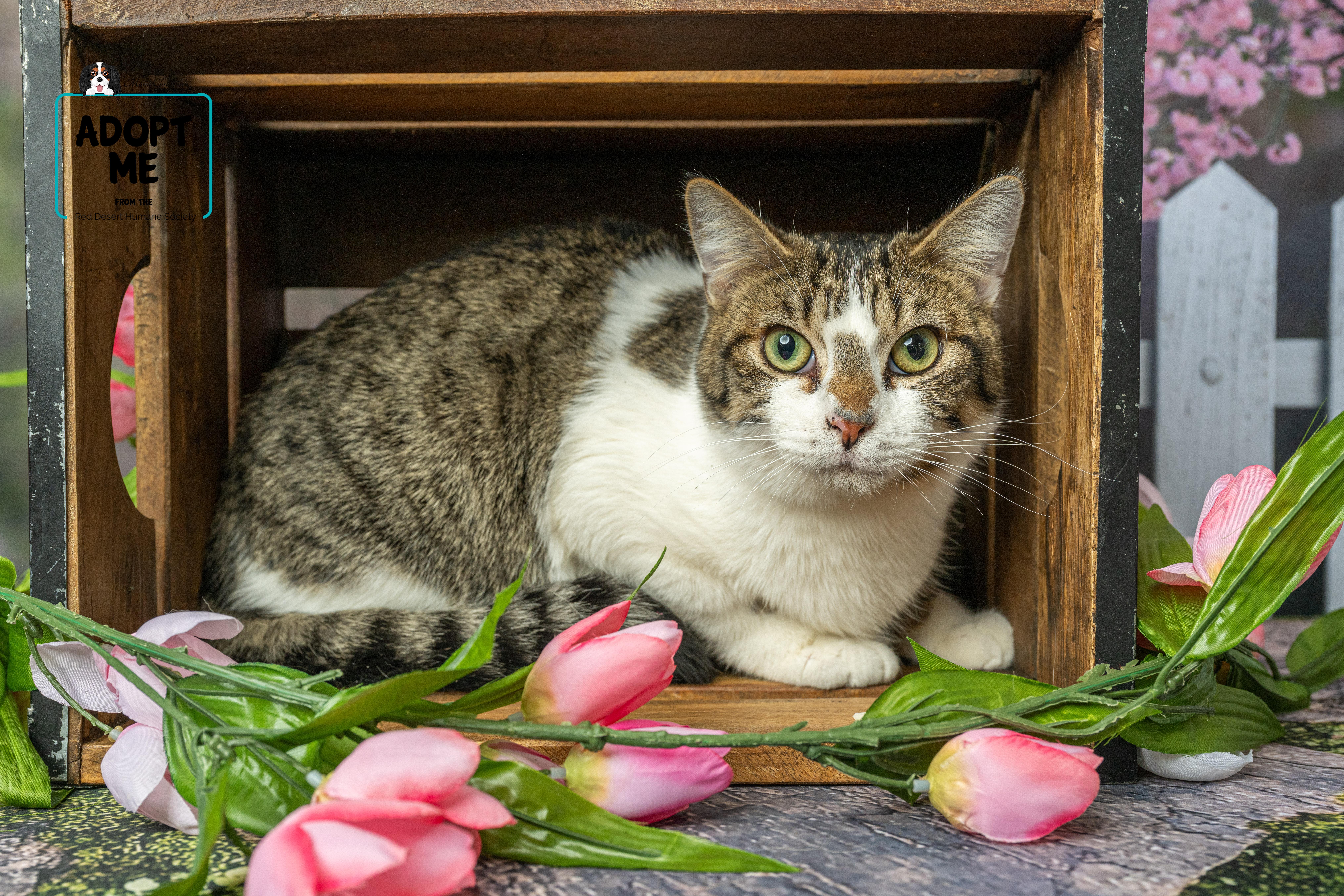 Ryan, Adult Male Domestic Short Hair