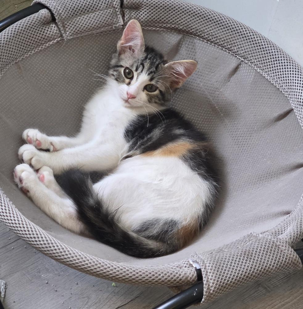Enlarge Lady Whiskerworth, a Adoptable mixed breed in Brandon, FL image 1/6