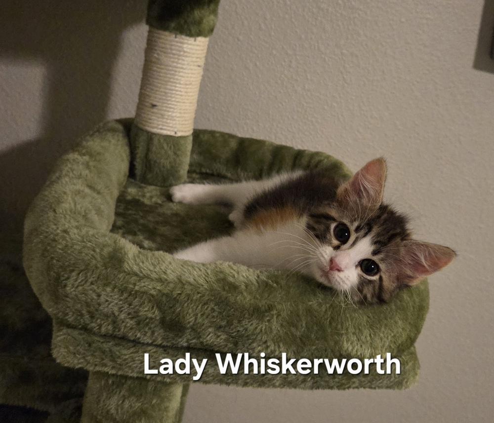 Enlarge Lady Whiskerworth, a Adoptable mixed breed in Brandon, FL image 4/6