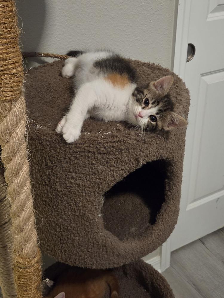 Enlarge Lady Whiskerworth, a Adoptable mixed breed in Brandon, FL image 5/6