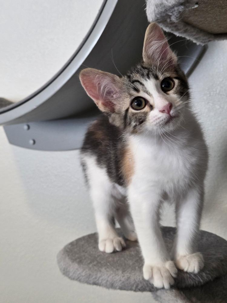 Enlarge Lady Whiskerworth, a Adoptable mixed breed in Brandon, FL image 6/6