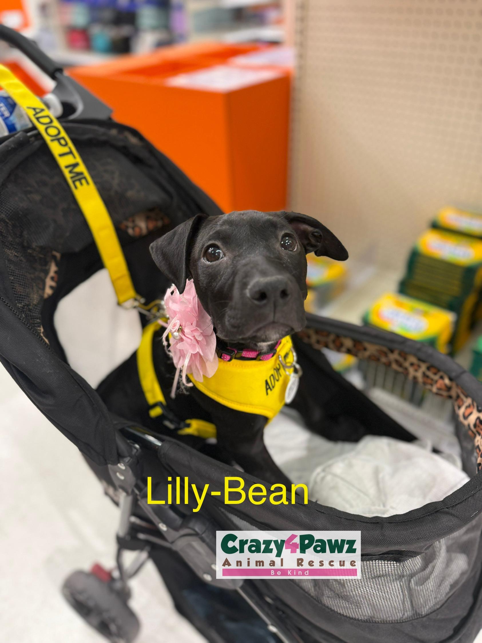 LILLY-BEAN, Baby Female American Staffordshire Terrier