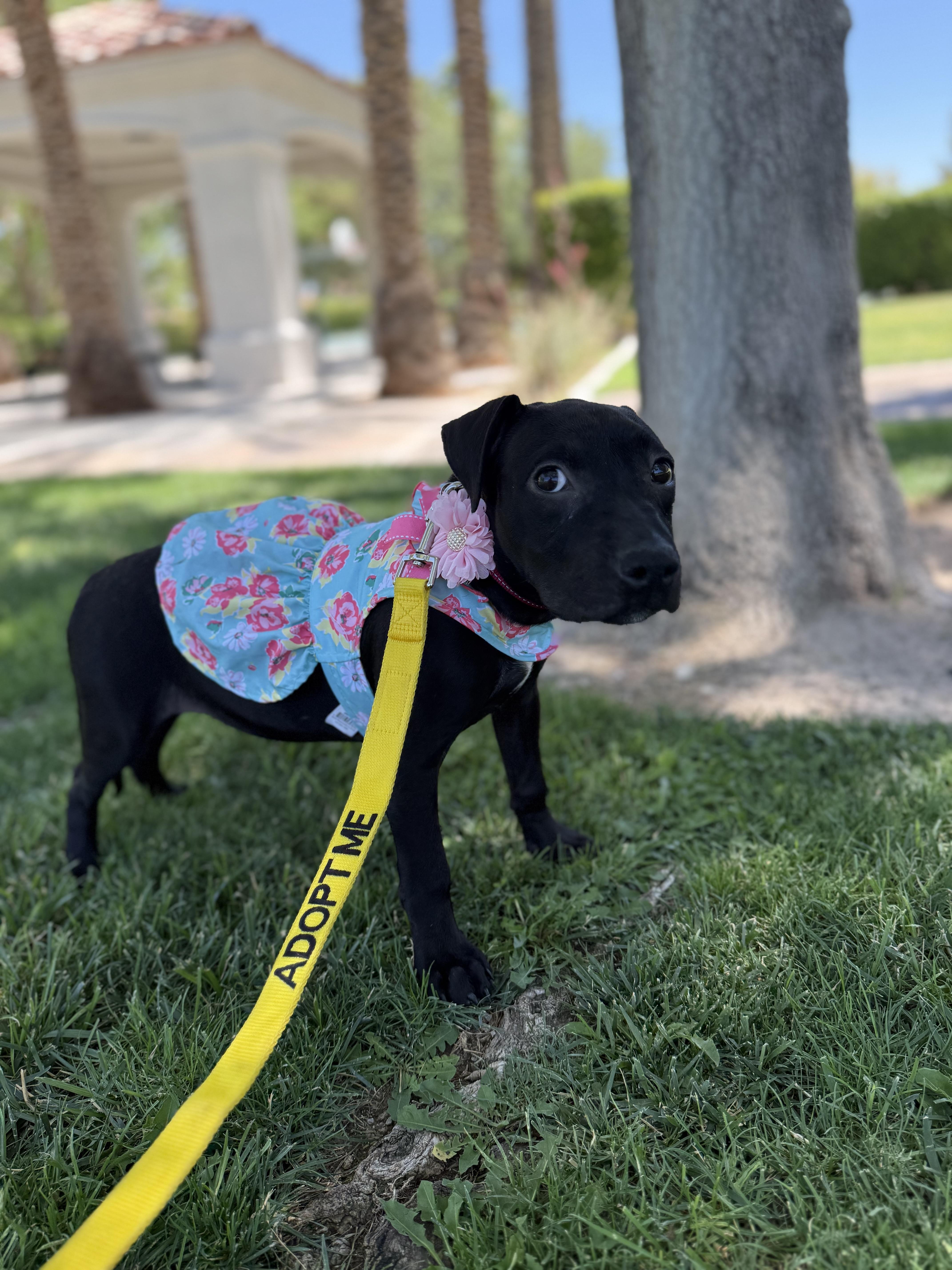 LILLY-BEAN photo 5