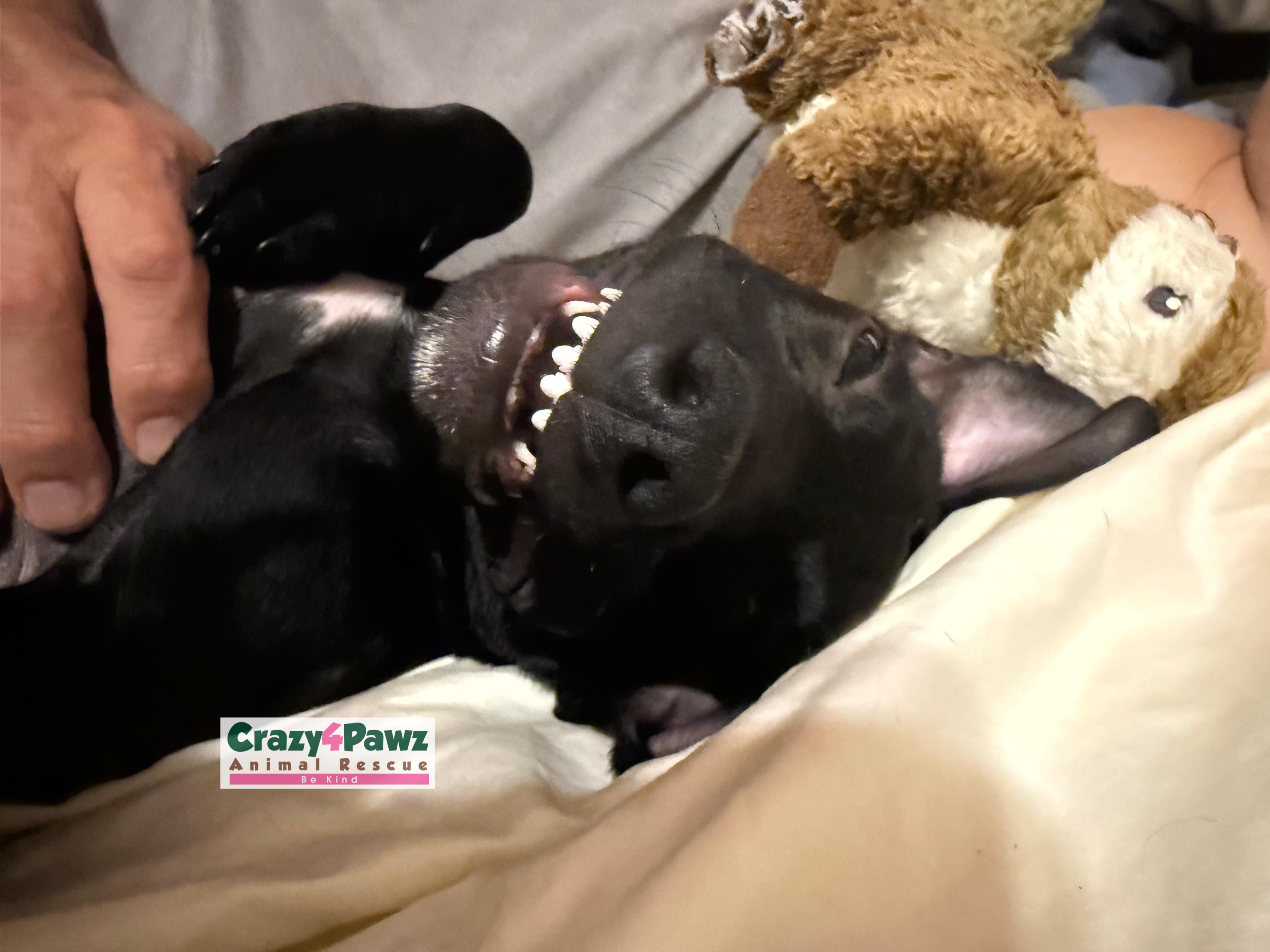 LILLY-BEAN photo 4
