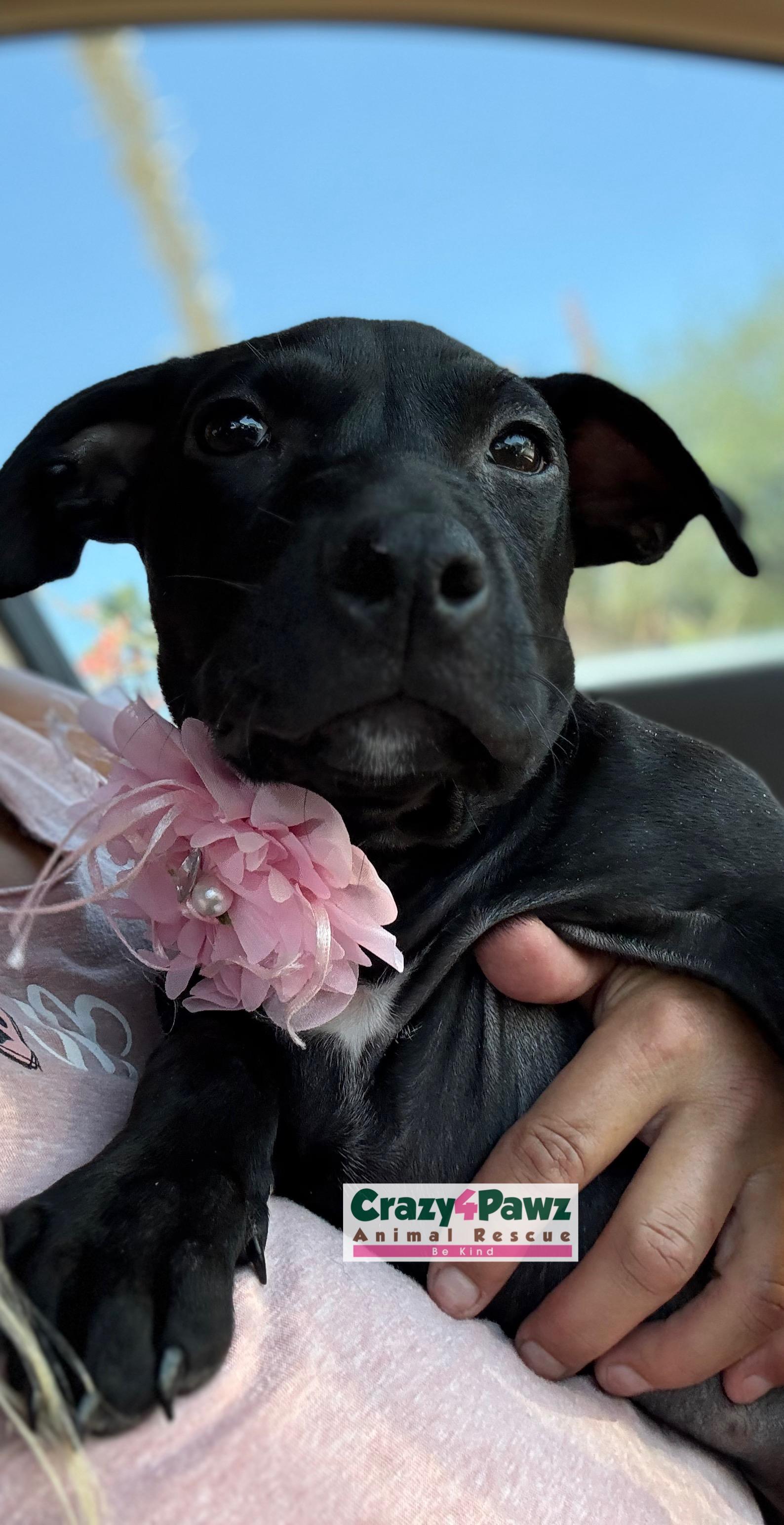 LILLY-BEAN photo 3