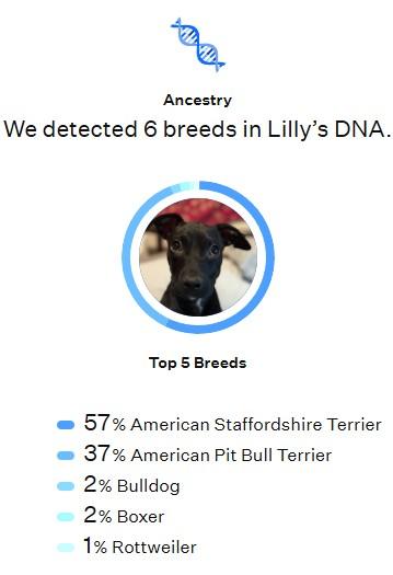 LILLY-BEAN