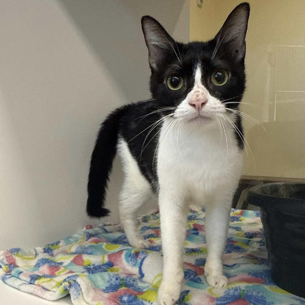 Destiny, Adoptable, Adult Female Domestic Short Hair.