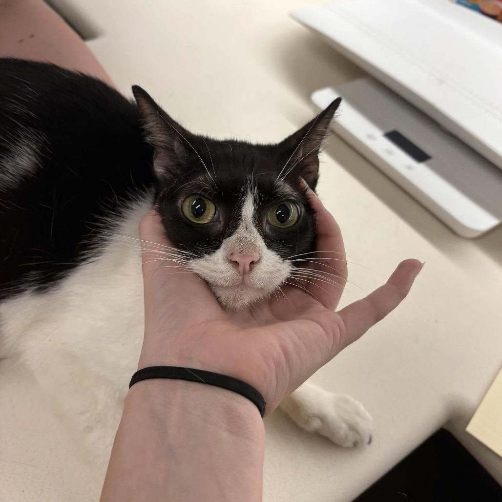 Enlarge Destiny, a Adoptable Domestic Short Hair in Beaumont, TX image 2/2
