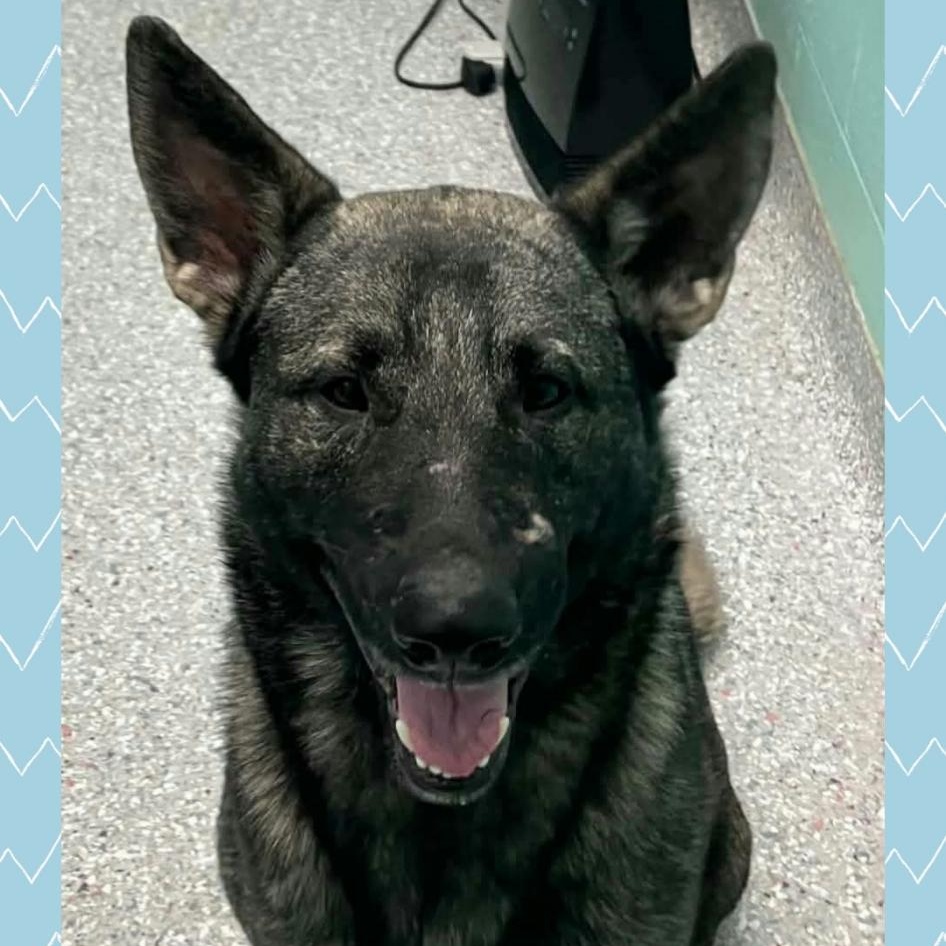 Enlarge Smoky, a ADOPTABLE mixed breed in Iron River, MI image 1/1