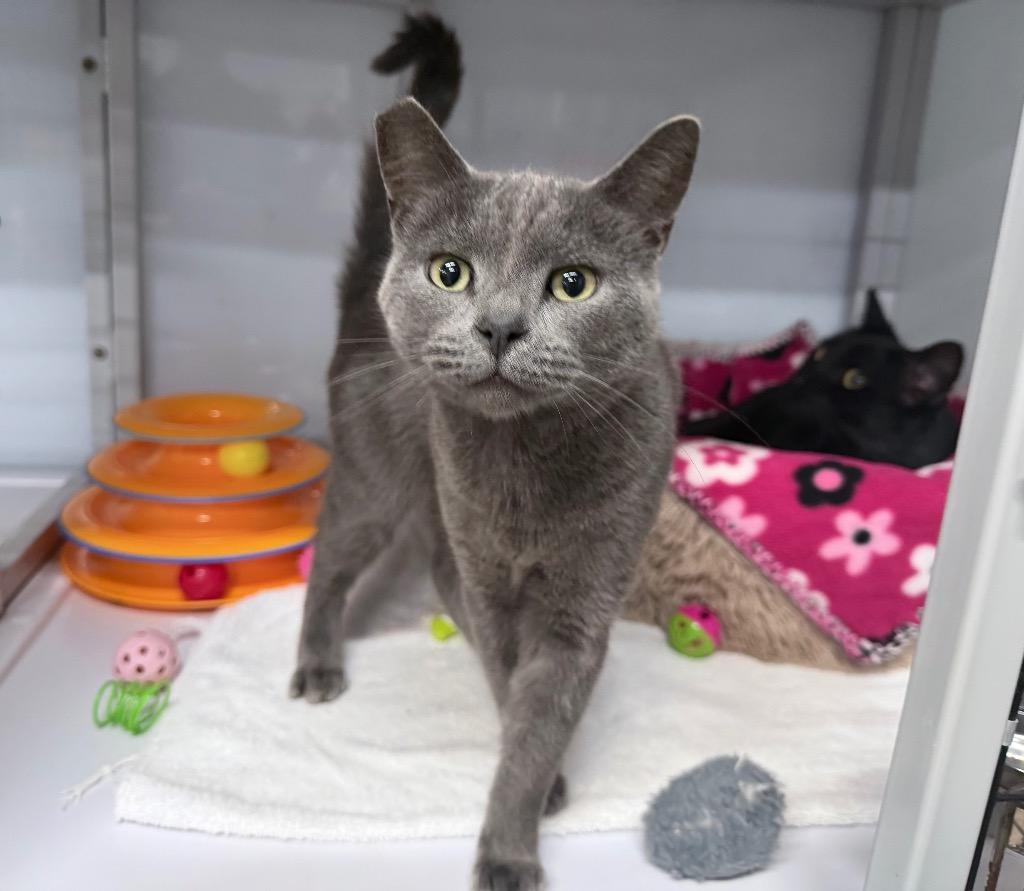 Sandalwood, Adoptable, Young Female Domestic Short Hair.