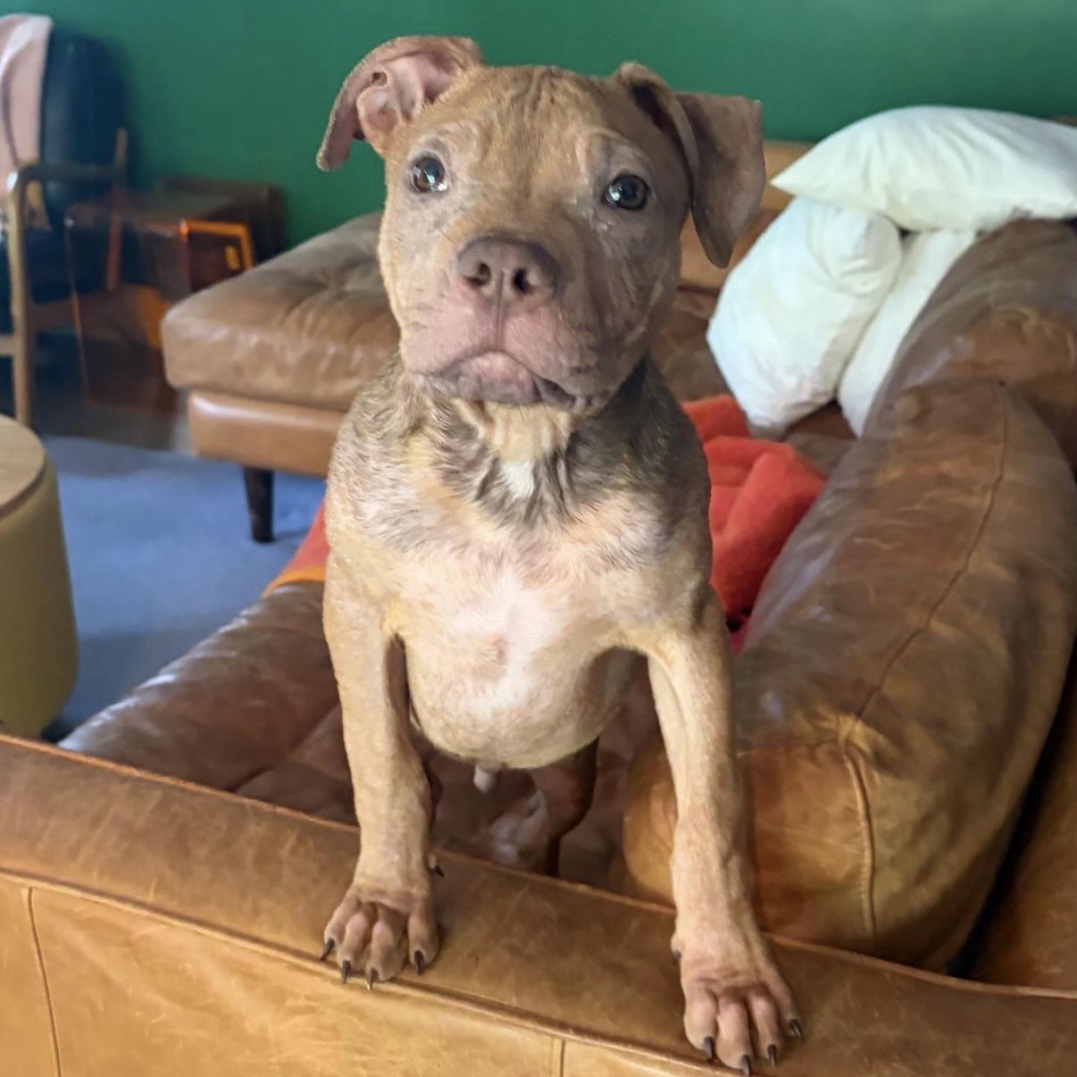 Enlarge Melvin, a Adoptable mixed breed in Charlotte, NC image 2/3