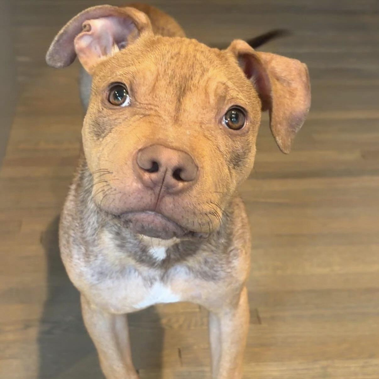 Enlarge Melvin, a Adoptable mixed breed in Charlotte, NC image 1/3