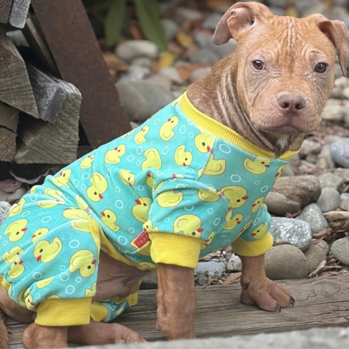 Enlarge Melvin, a Adoptable mixed breed in Charlotte, NC image 3/3