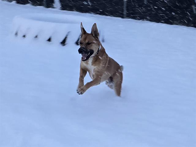 Enlarge DEMPSEY, a Adoptable mixed breed in Aliquippa, PA image 1/1