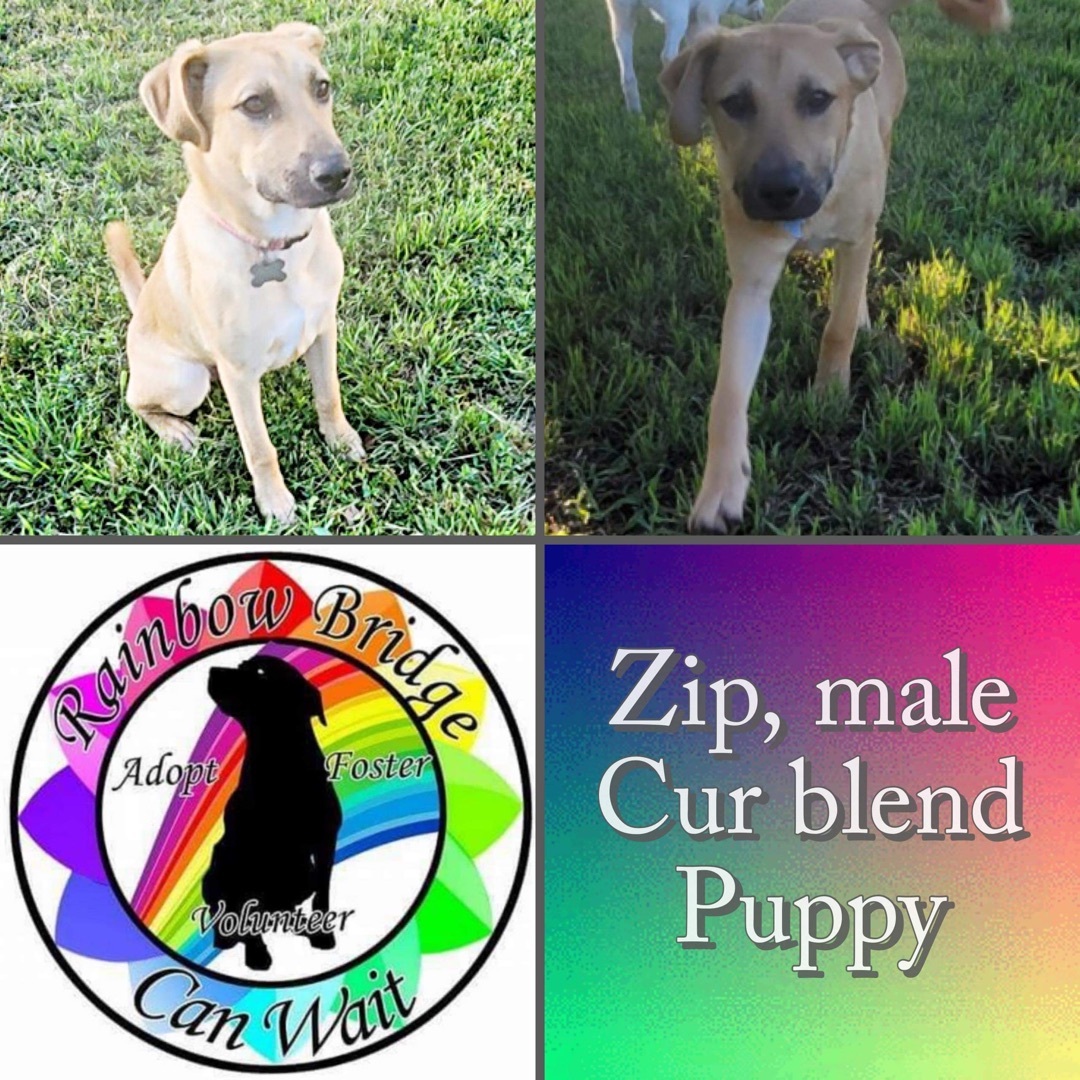 Zip, a Adoptable mixed breed in Carnegie, OK image 1/4