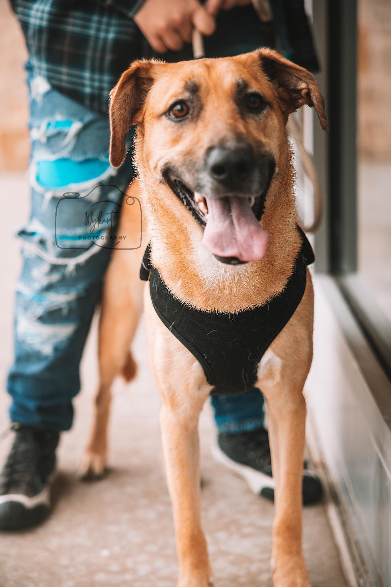 Zip, a Adoptable mixed breed in Carnegie, OK image 2/4