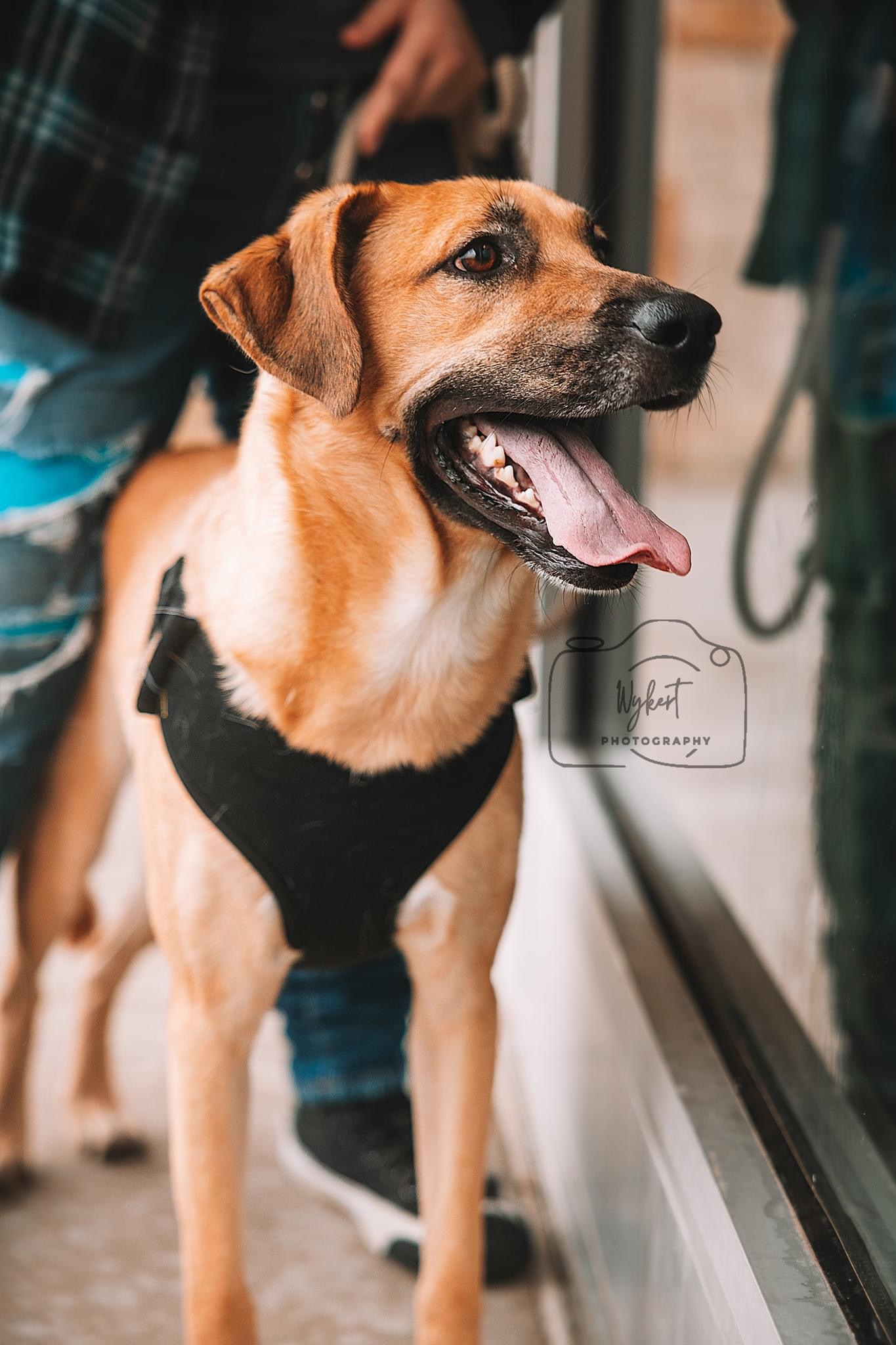 Zip, a Adoptable mixed breed in Carnegie, OK image 3/4