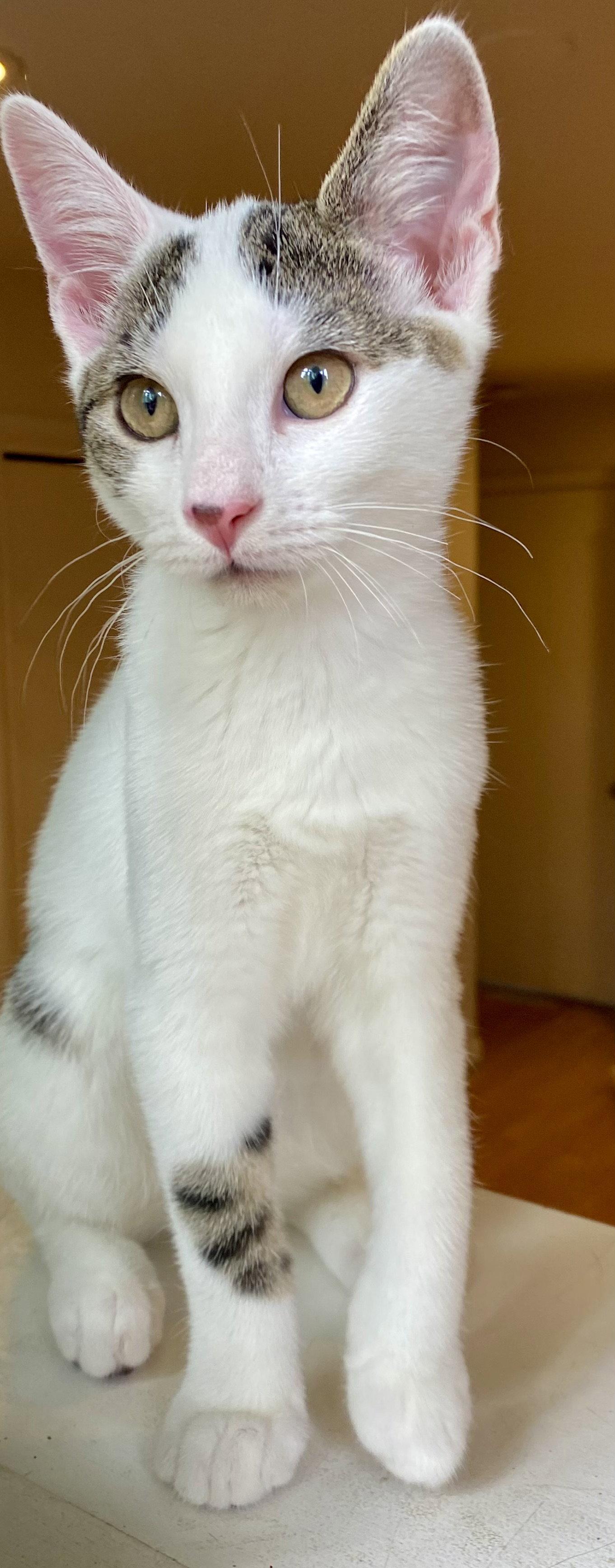 Enlarge Thalia, a Adopted Domestic Short Hair in Reston, VA image 1/3