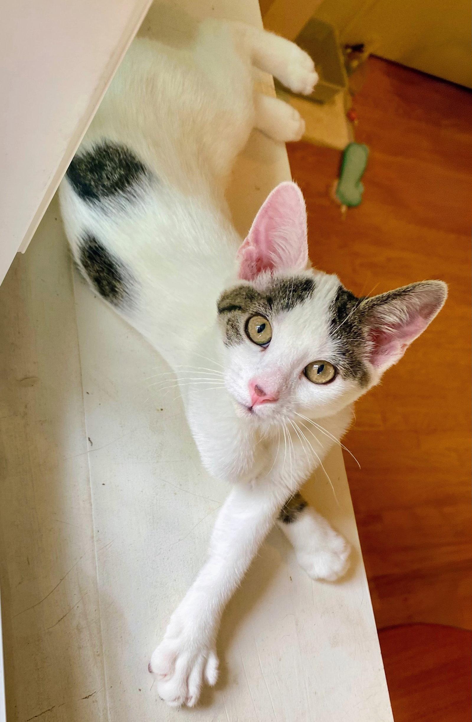 Enlarge Thalia, a Adopted Domestic Short Hair in Reston, VA image 2/3