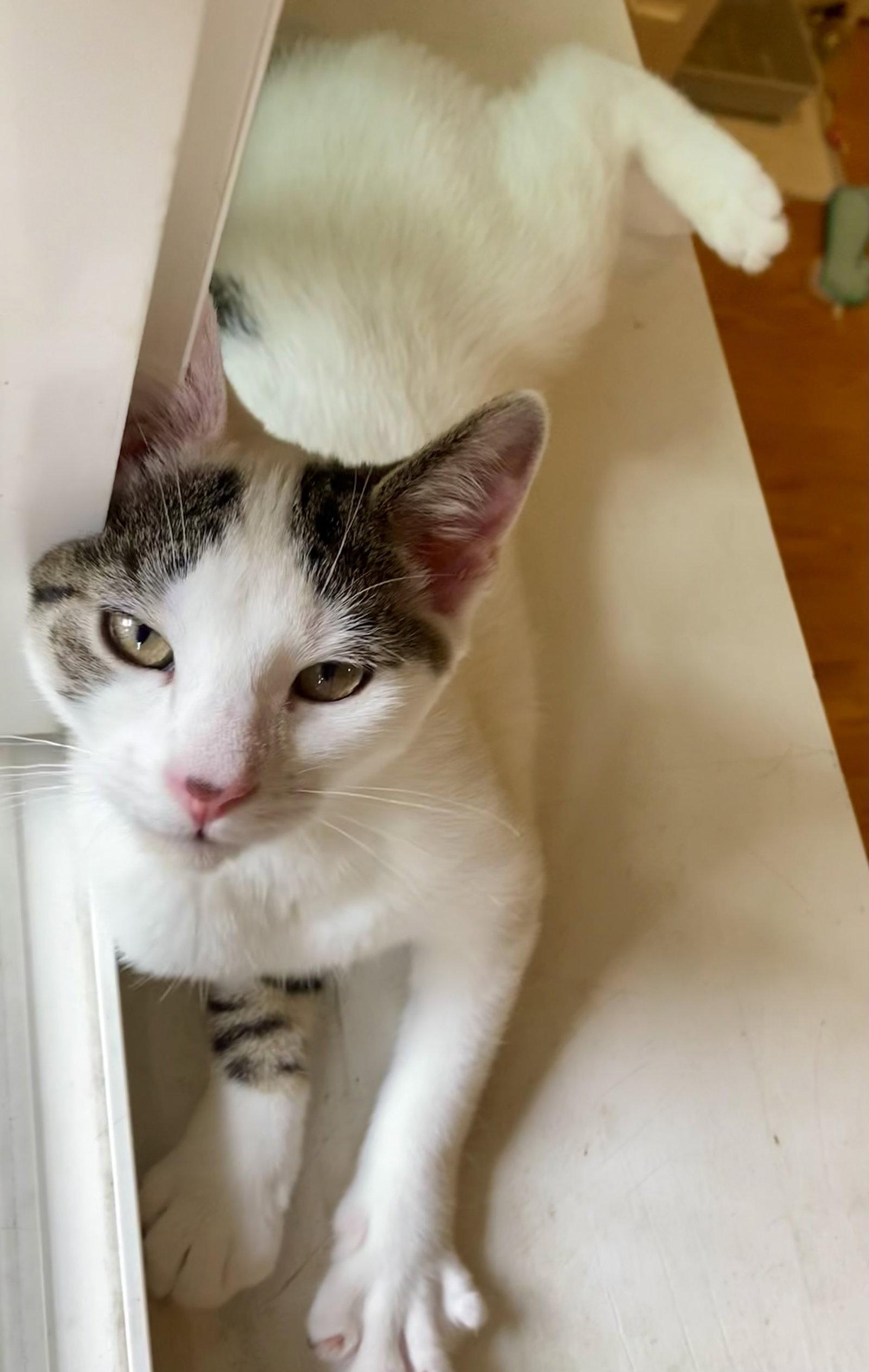 Enlarge Thalia, a Adopted Domestic Short Hair in Reston, VA image 3/3