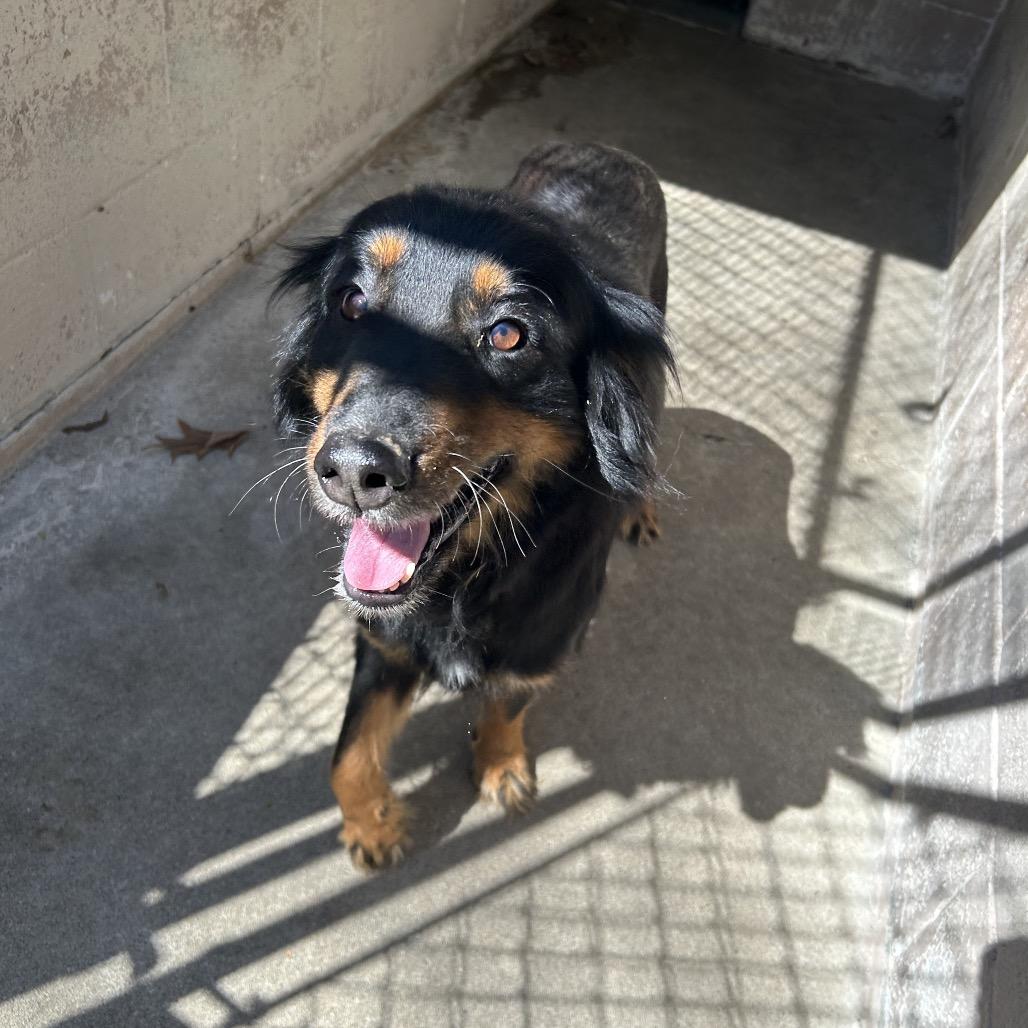 Stella aka Cheese Puff, Adoptable, Adult Female Collie & Rottweiler.