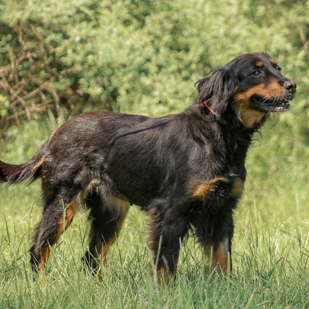 Enlarge Stella aka Cheese Puff, a Adoptable mixed breed in Madisonville, KY image 2/4