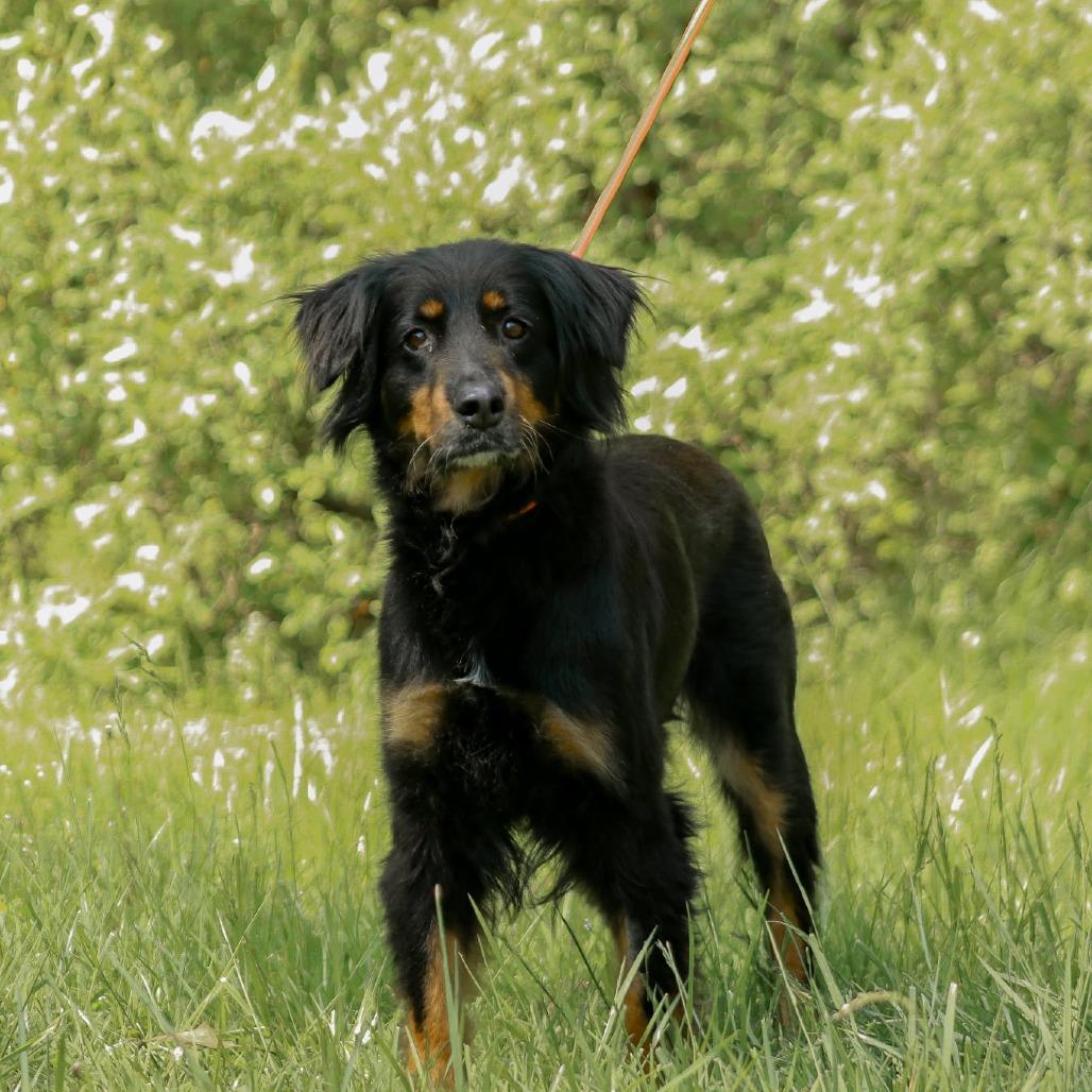 Enlarge Stella aka Cheese Puff, a Adoptable mixed breed in Madisonville, KY image 3/4