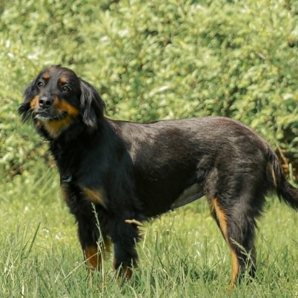 Enlarge Stella aka Cheese Puff, a Adoptable mixed breed in Madisonville, KY image 4/4