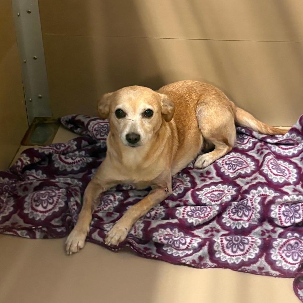 Louise, Adoptable, Adult Female Chihuahua.