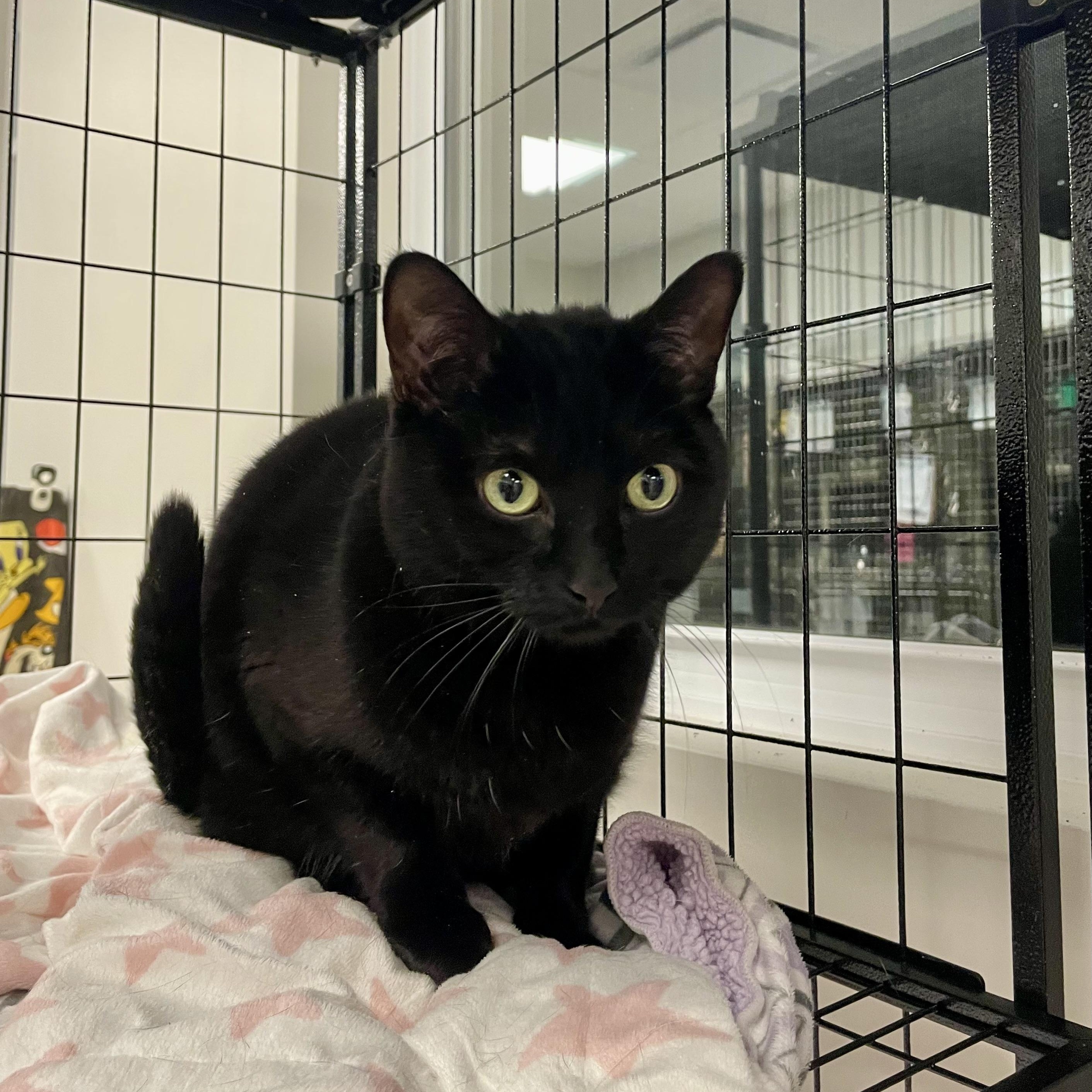 Bubbles (Bonded with Confetti), adopted, Young Female Domestic Short Hair.