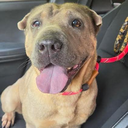 Jessie, Adoptable, Young Female Shar-Pei.