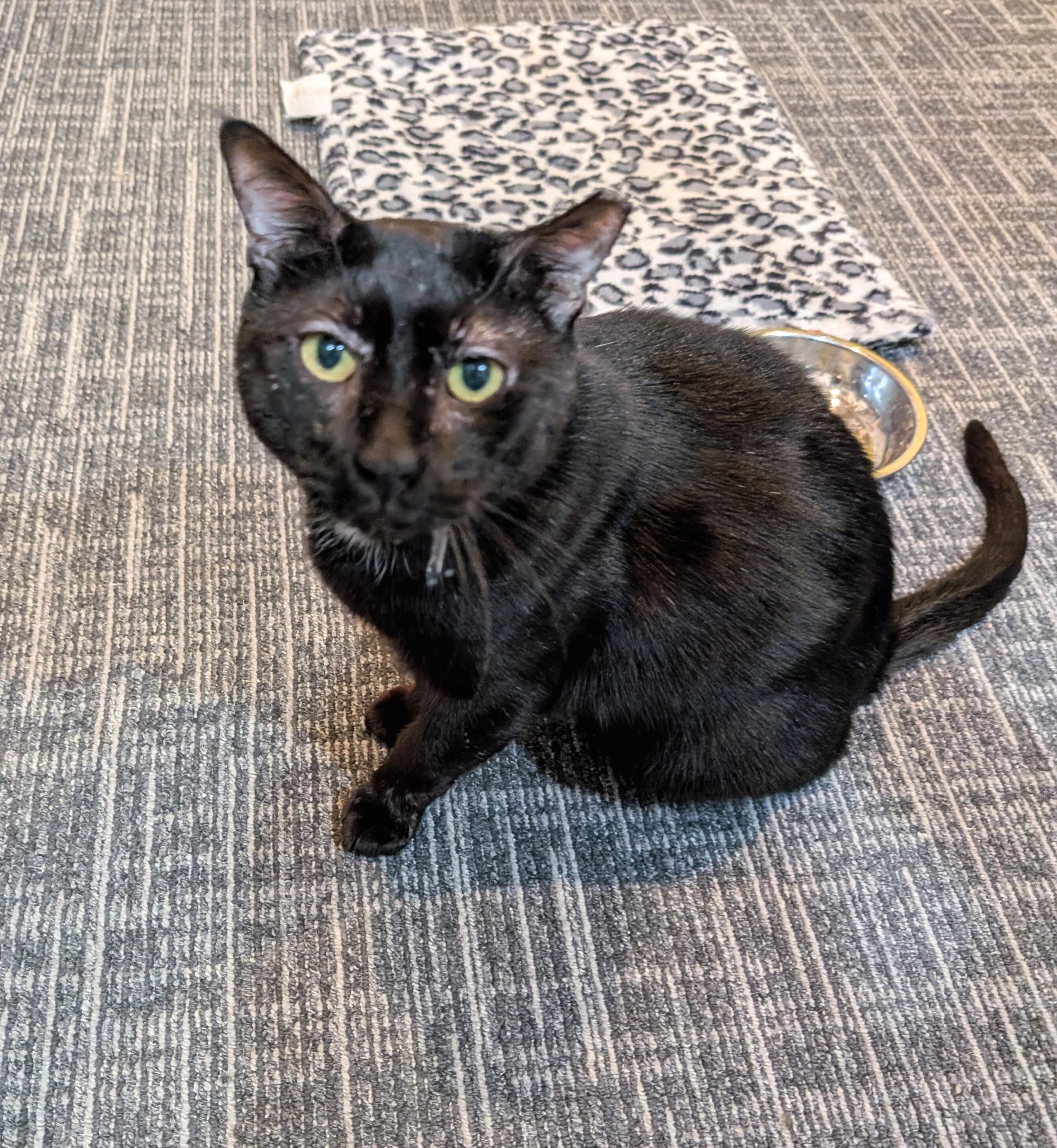 Sherman, Adoptable, Adult Male Domestic Short Hair & Bombay.