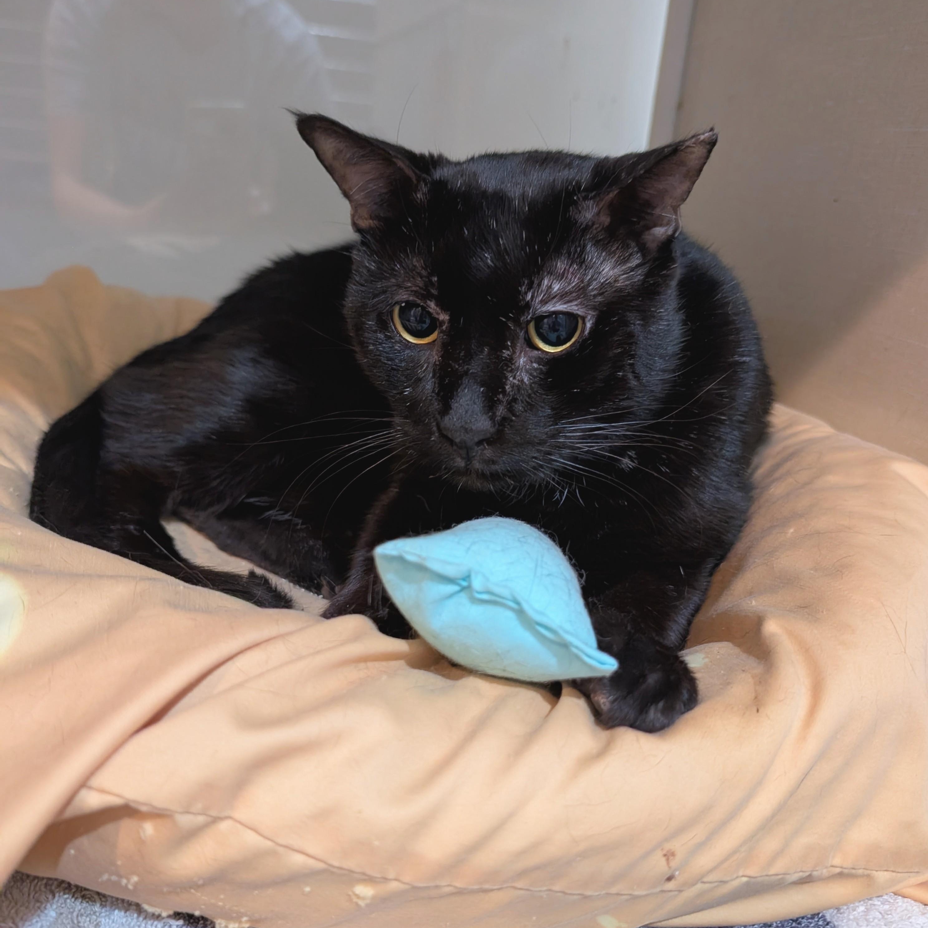 Sherman, a Adoptable mixed breed in West Palm Beach, FL image 2/6