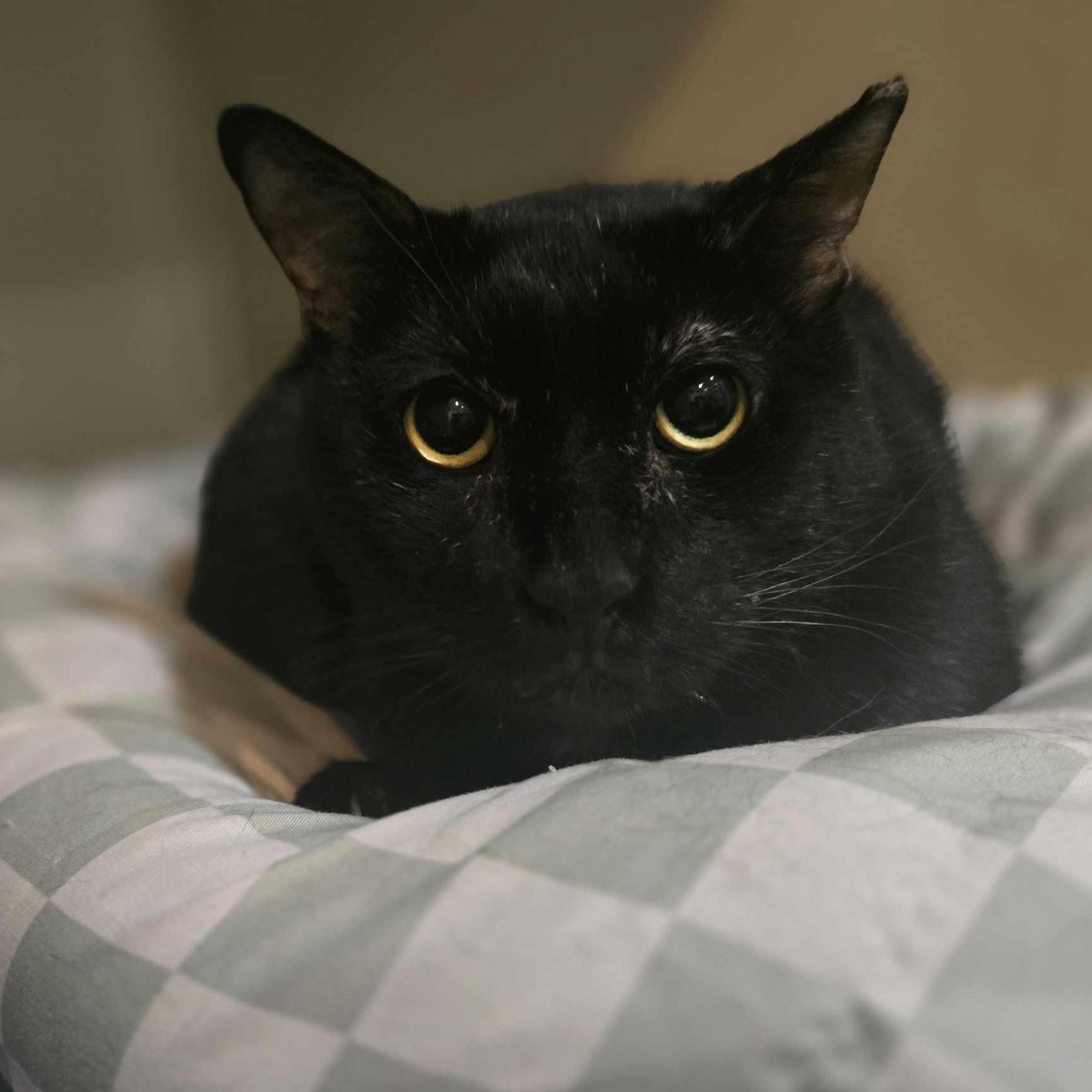 Sherman, a Adoptable mixed breed in West Palm Beach, FL image 4/6