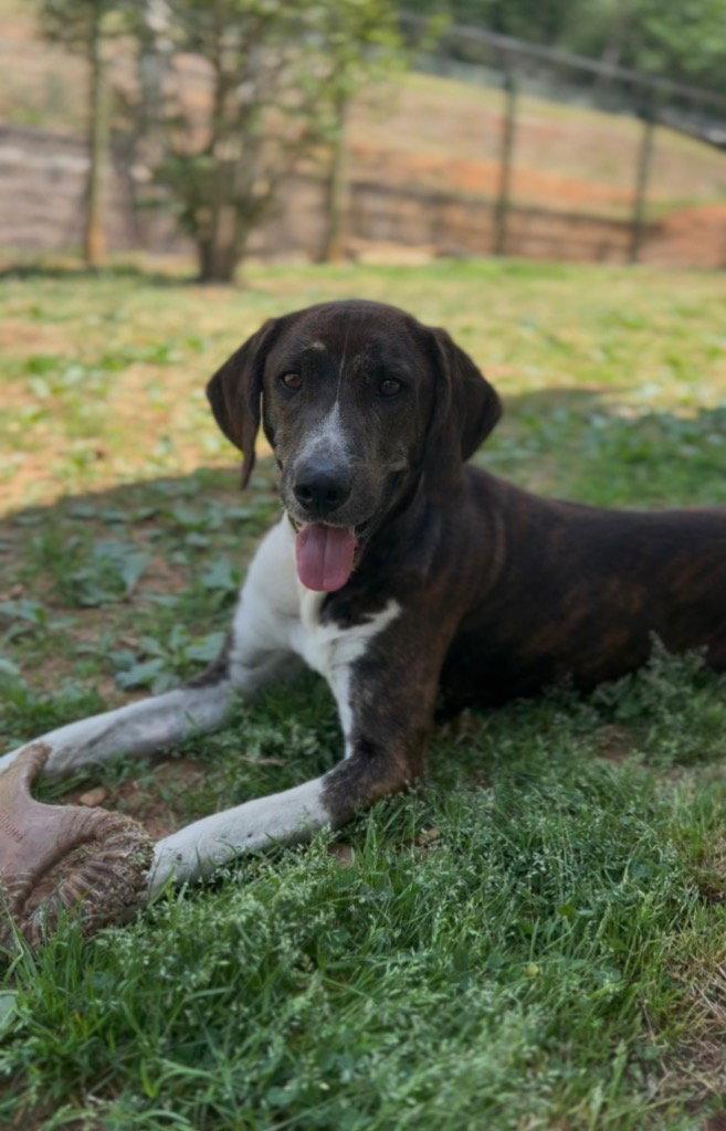 Bleu, Adoptable, Adult Male Irish Setter & Hound.