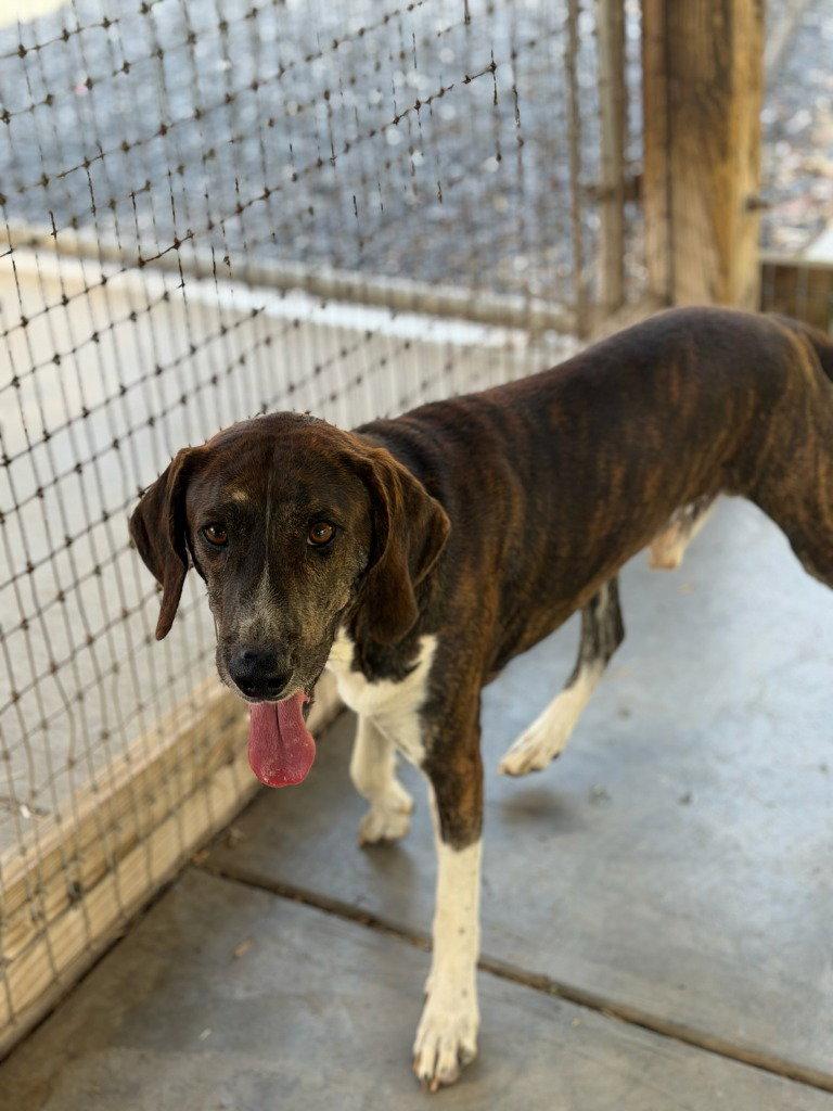 Enlarge Bleu, a Adoptable mixed breed in Lovingston, VA image 1/2