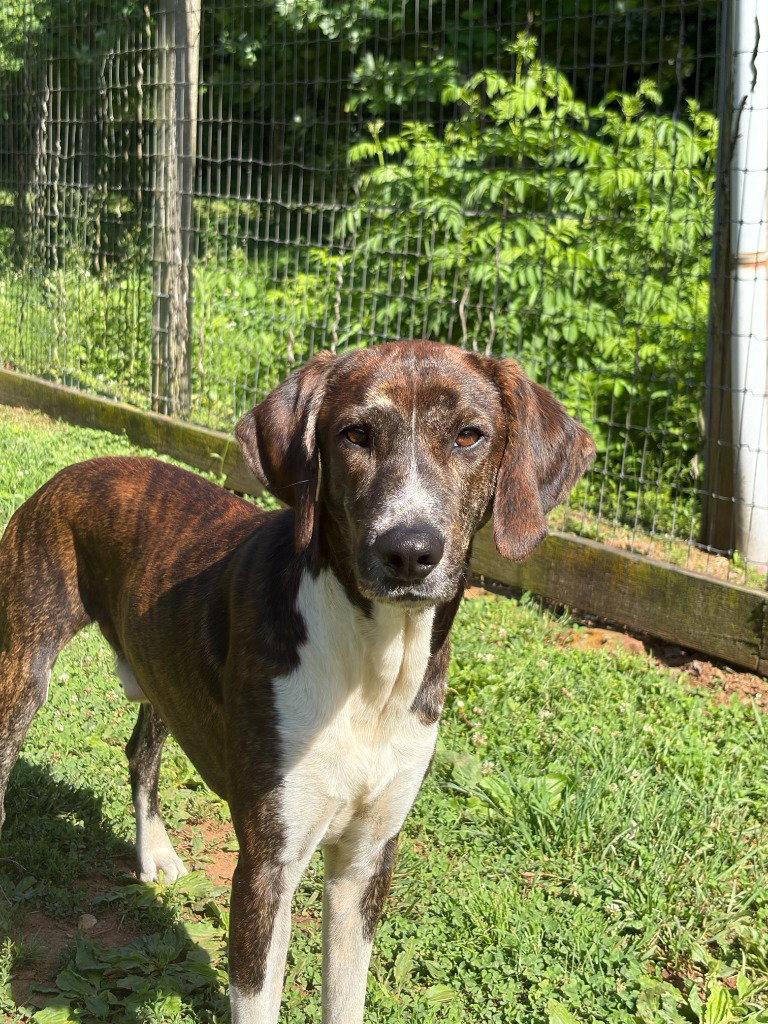 Bleu, a Adoptable mixed breed in Lovingston, VA image 3/3