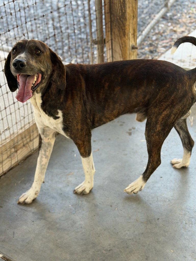 Enlarge Bleu, a Adoptable mixed breed in Lovingston, VA image 2/2