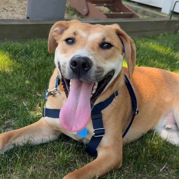 Jumba, Adoptable, Young Male Labrador Retriever & Beagle.