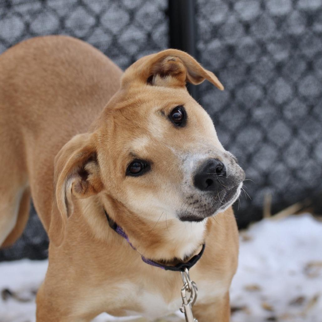 Enlarge Jumba, a Adoptable mixed breed in Briarcliff Manor, NY image 1/1